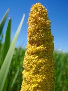 Pollen - the cause of Hay Fever 