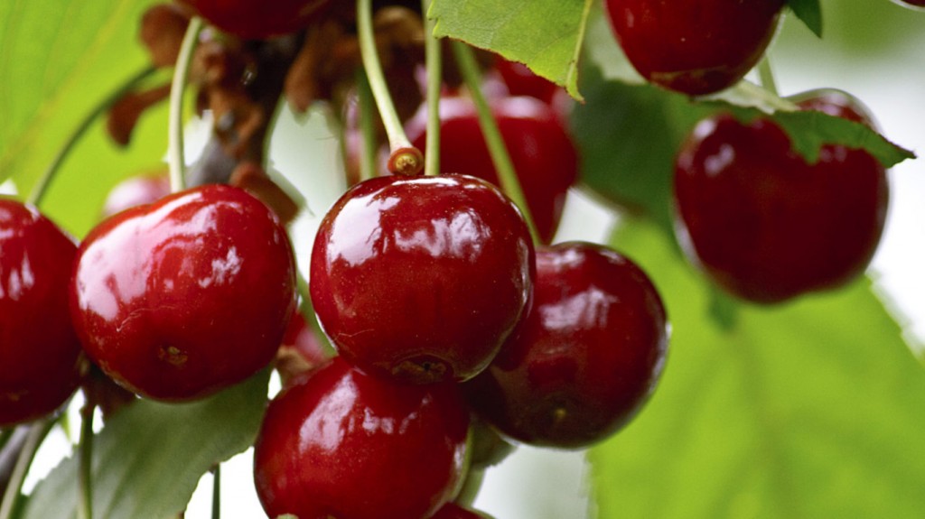 Cherries - an aid to pain relief