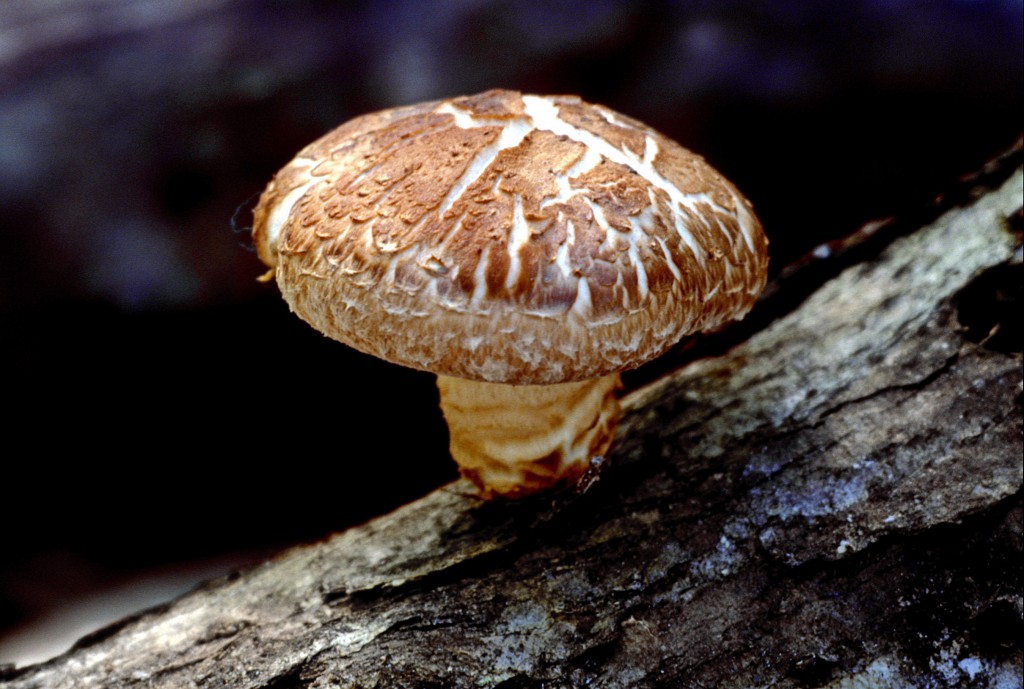 Shiitake mushrooms - a sources of vitamin D