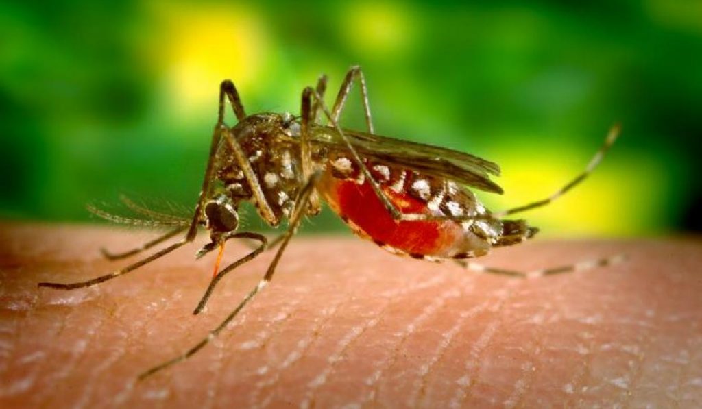 Anopheles mosquito malaria