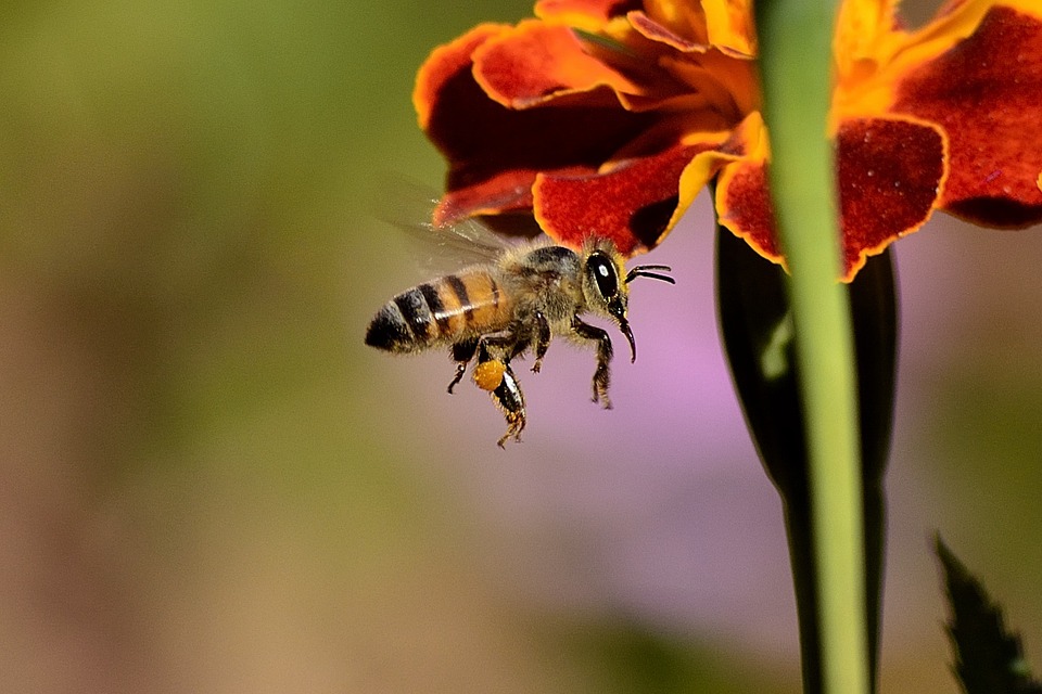 Three quarters of honey samples contain pesticide traces