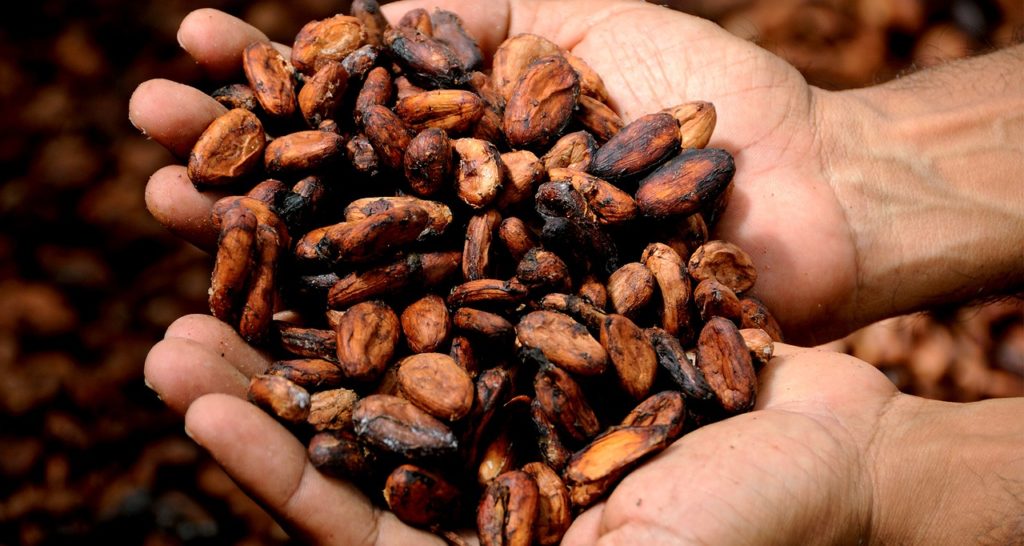 Cocoa may help curb fatigue typically associated with multiple sclerosis (MS)