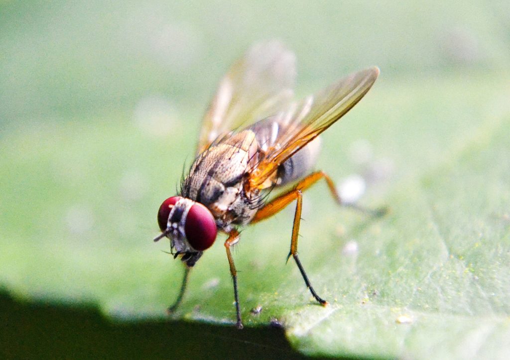 Fruit fly study uncovers functional significance of gene mutations associated with autism