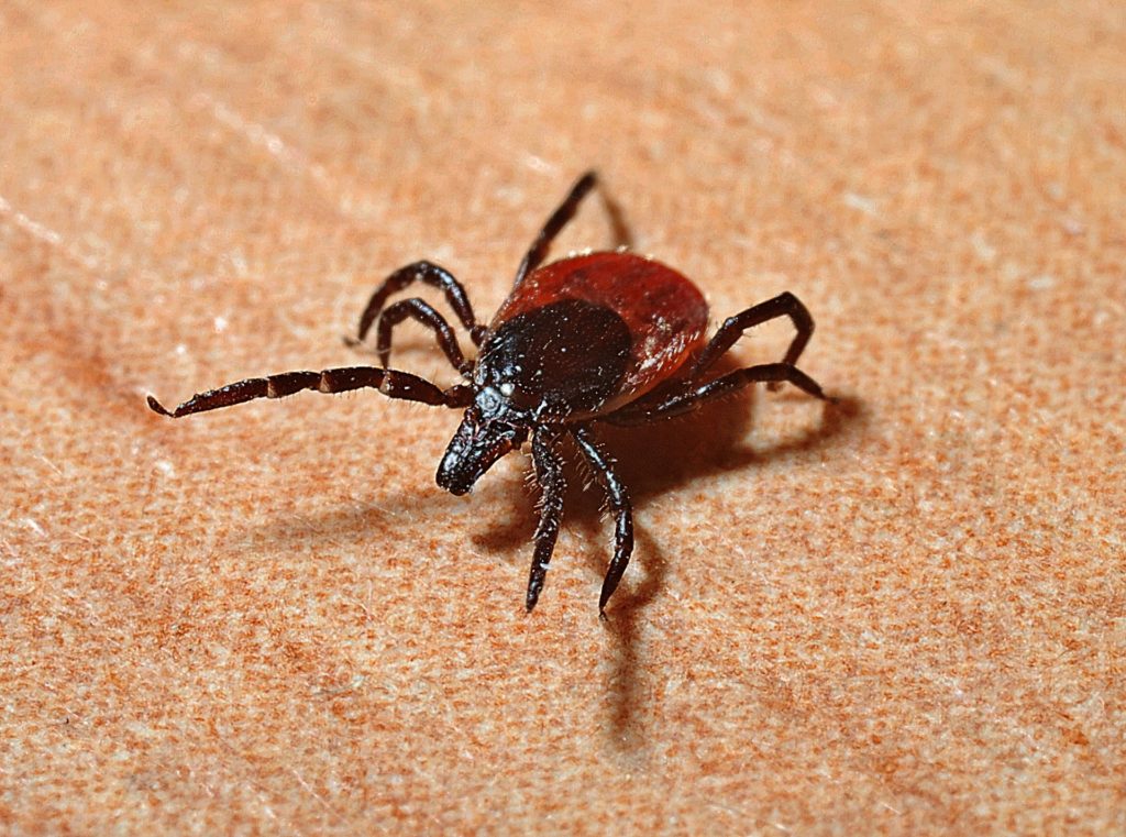 Tick saliva drug could ease chronic pain and itching in people