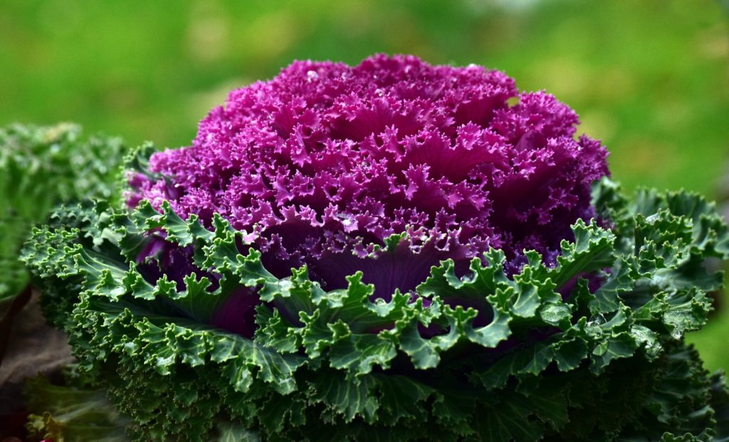 Purple vegetables and tubers have antidiabetic properties
