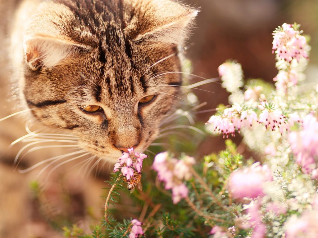 A new study may help to explain smell challenges in individuals with autism 