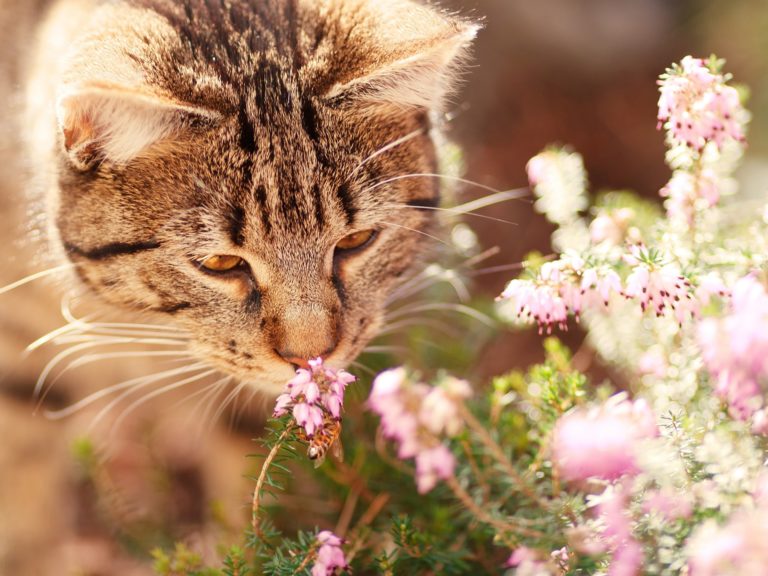 a-new-study-may-help-to-explain-smell-challenges-in-autistic