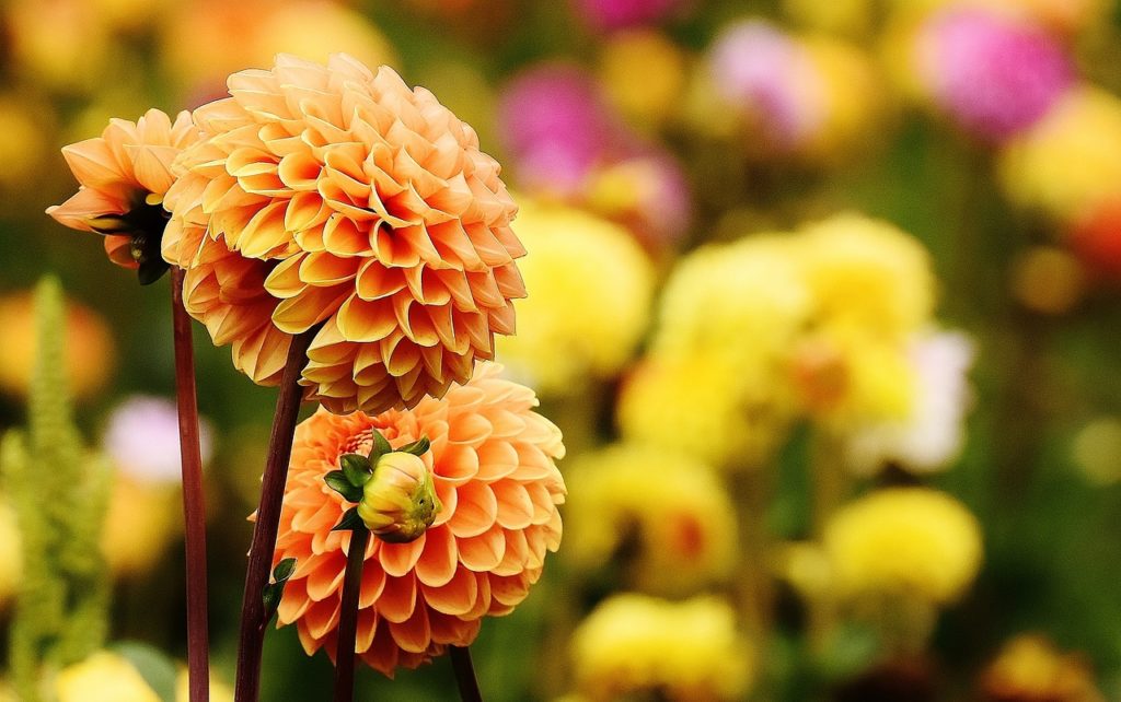 Dahlia extract found to stablise blood sugar levels
