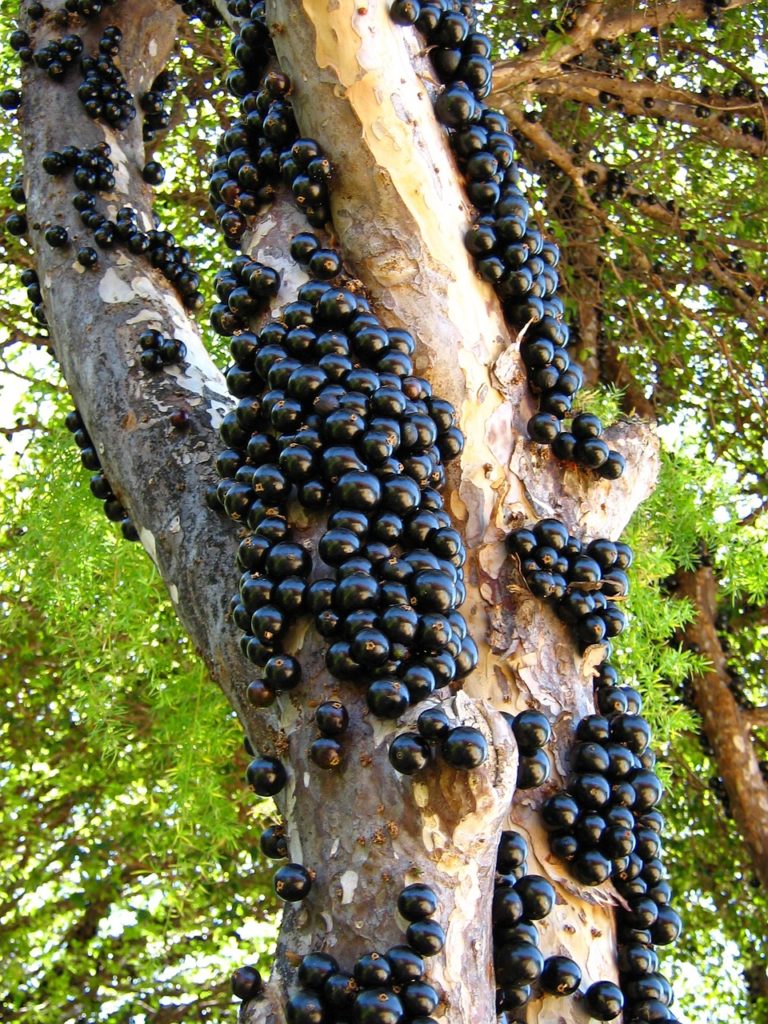 Consumption of bread supplemented with jabuticaba peel flour, which is rich in fiber and antioxidants, lowers glycemic peaks and prolongs satiety.
