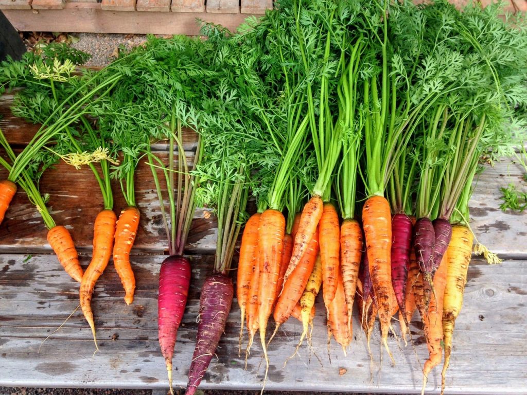 Exciting Study Reveals Carrots' Potential to Regulate Blood Sugar and Improve Gut Health